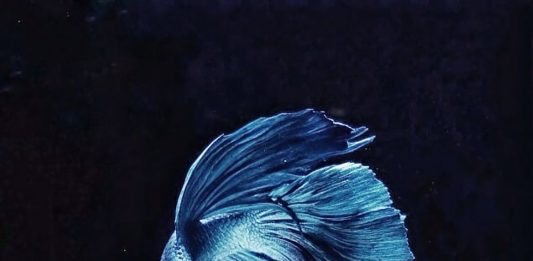 Berlaku Benar sebagai Ciptaan