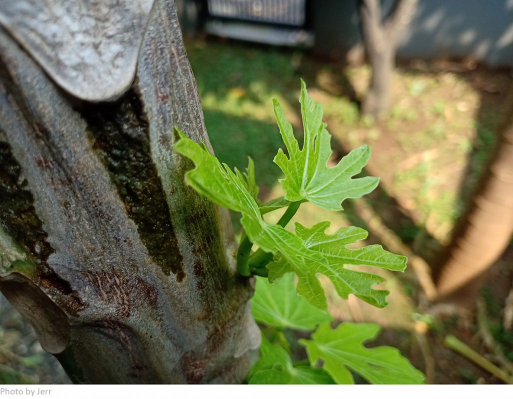 Hukum Memupuk Cinta Kasih | LBI