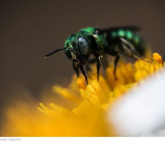 Mintalah, Carilah, dan Ketuklah