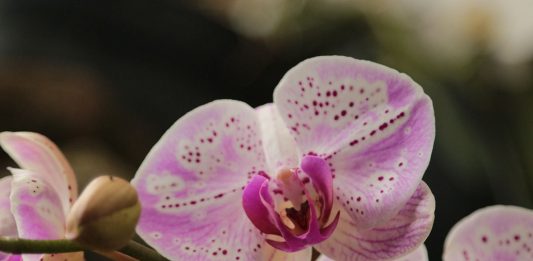 Alam Pun Perlu Lahir Kembali