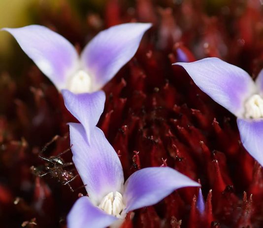 Bersukacita dan Bergembira dalam Pelayanan