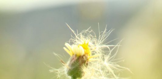 Kuasa Kasih sebagai Dasar Pelayanan