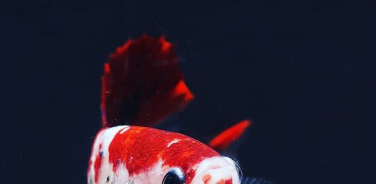 Para Penjala Manusia