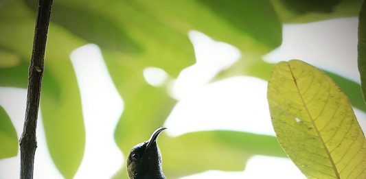 Yesus Lebih dari Pewaris Takhta Daud