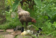 Kasih Mengatasi Sekat