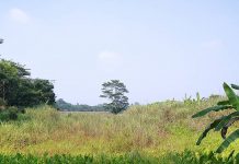 Semak Duri Menjadi Raja