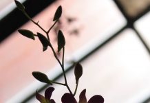 Dukacita yang Mendahului Keselamatan