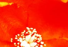 Habis Gelap Terbitlah Fajar Sukacita