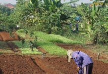 Tumbuh sebagai Tanah yang Baik