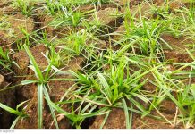 Kehormatan dan Tutur Kata