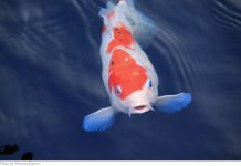 Balok Apa yang Ada di Mata Kita?