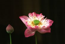 Pribadi yang Berbahagia