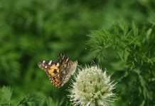 Mengucap Syukur dalam Segala Hal