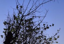 Orang Apakah Yesus Itu?