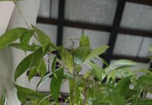 Paradoks dalam Sabda Bahagia