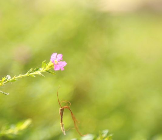 Iman yang Menghidupkan