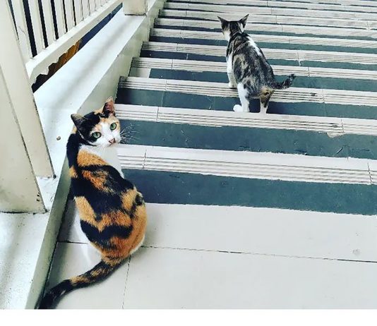 Kasih: Ilmu, Kepekaan, dan Keterampilan