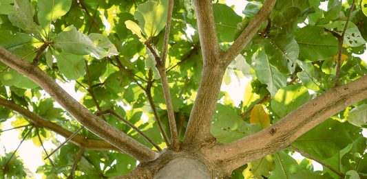 Bersekutu dengan Terang