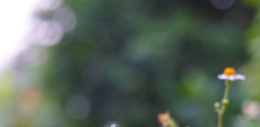 Terlalu Berharga untuk Ditinggalkan