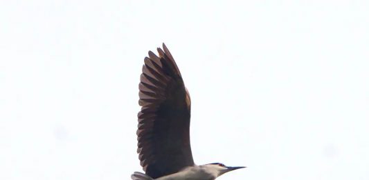 Penetapan Dua Belas Murid