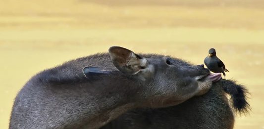 Kejernihan Hati dalam Memilih Pemimpin