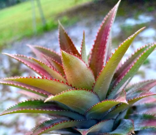 Tanah Menumbuhkan Tunas-Tunas