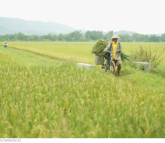 Tumbuhan Menjadi Makananmu