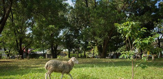 Peternak, Pemain Kecapi, dan Tukang Besi