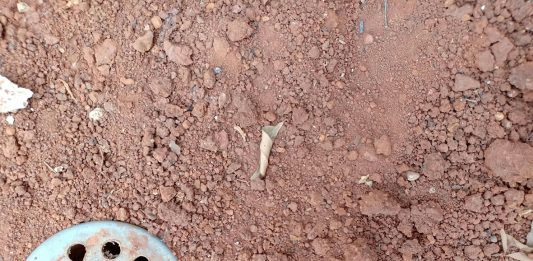 Terkutuklah Tanah karena Engkau