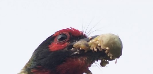 Menjadi Manusia yang Humanis