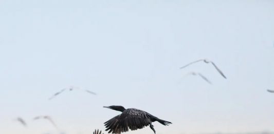 Perjanjian Antara Allah dan Bumi