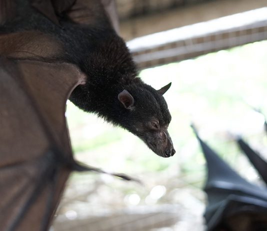 Proses Pemurnian Iman