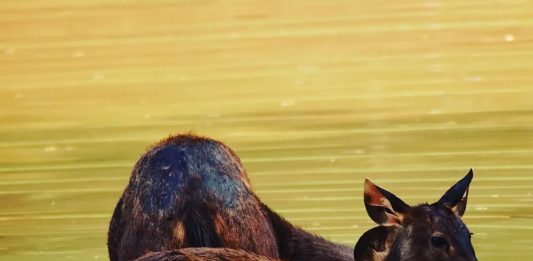 Untuk Untamu Pun Akan Kutimba Air