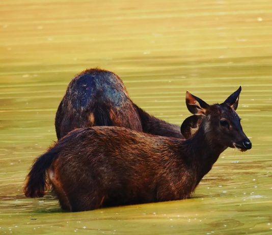 Untuk Untamu Pun Akan Kutimba Air