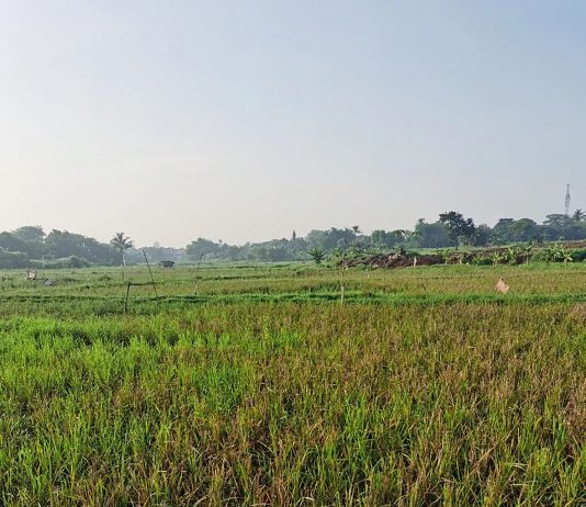 Bulir yang Kurus Menelan yang Bernas