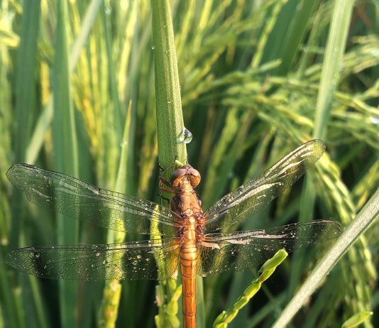 Pergilah dan Belilah Gandum untuk Kita