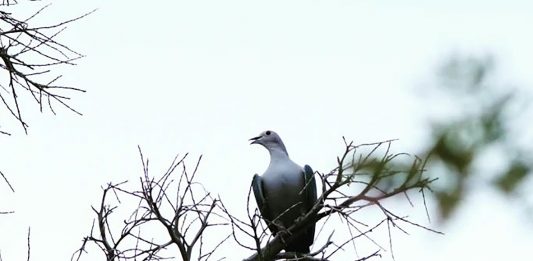 Aku Ini Yusuf, Saudaramu, yang Kamu Jual