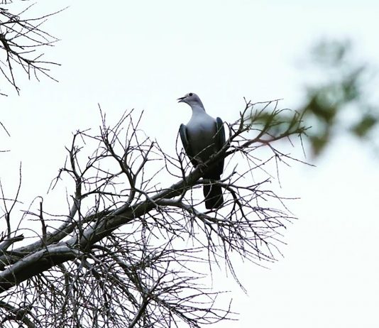 Aku Ini Yusuf, Saudaramu, yang Kamu Jual