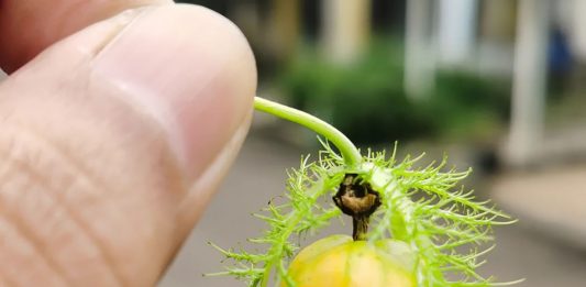 Iman Sebesar Biji Sesawi