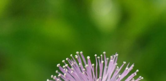 Belas Kasihan Lebih dari Segalanya