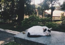 Memikul Kuk Bersama Yesus