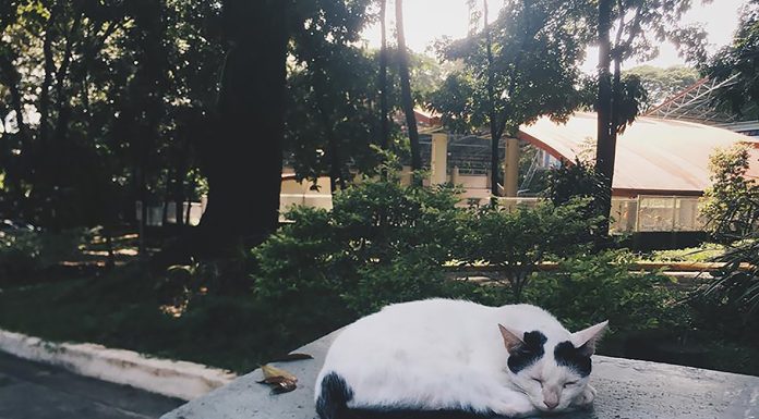 Memikul Kuk Bersama Yesus