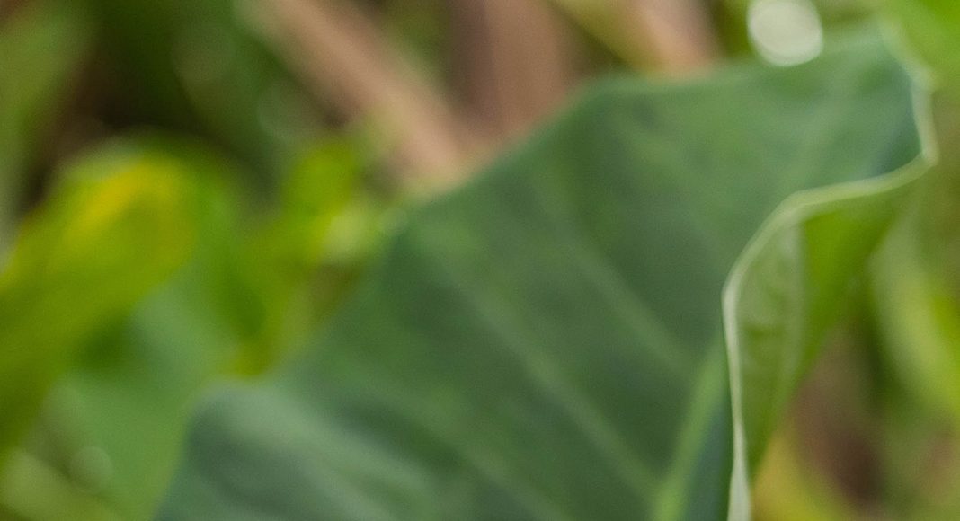 Pribadi yang Setia kepada Allah