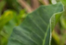 Pribadi yang Setia kepada Allah