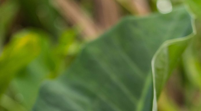 Pribadi yang Setia kepada Allah