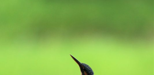 Makin Luas Mereka Memberitakannya