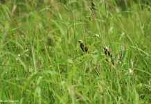 Melayani dengan Rendah Hati dan Penuh Pengorbanan