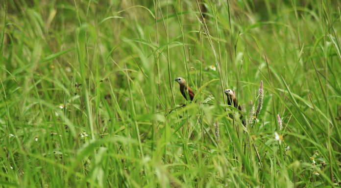 Melayani dengan Rendah Hati dan Penuh Pengorbanan