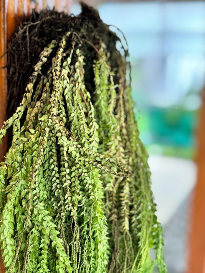 EDITED CI__LBI 20 Feb 2026