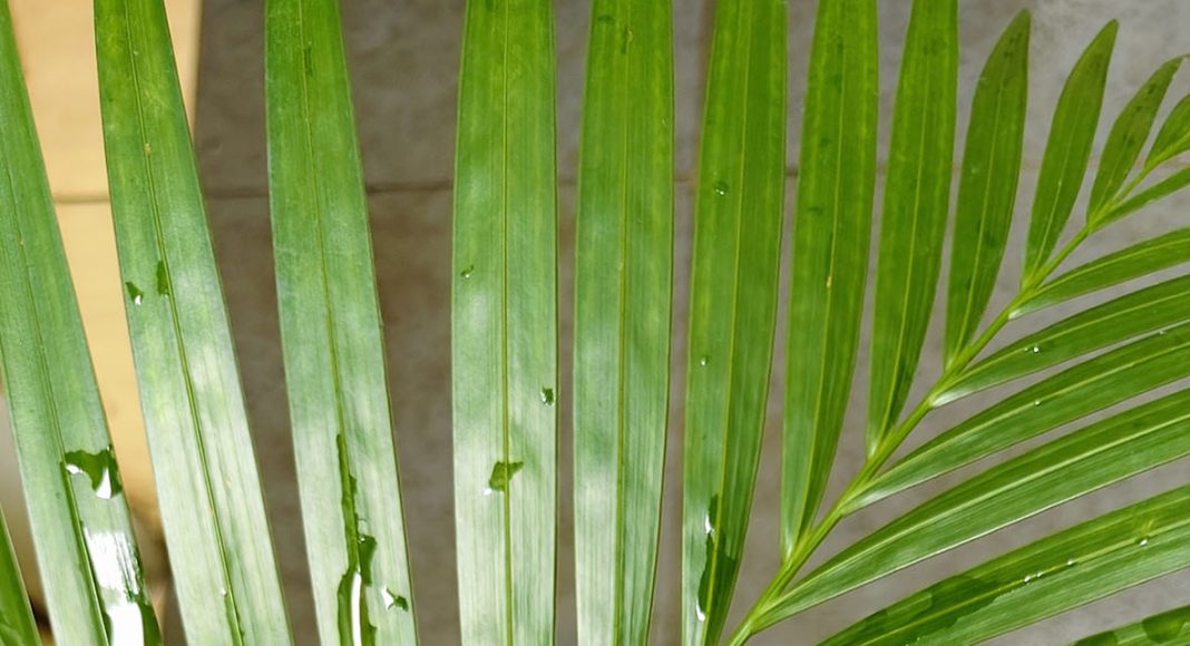 Dari Hosana Menuju Salib